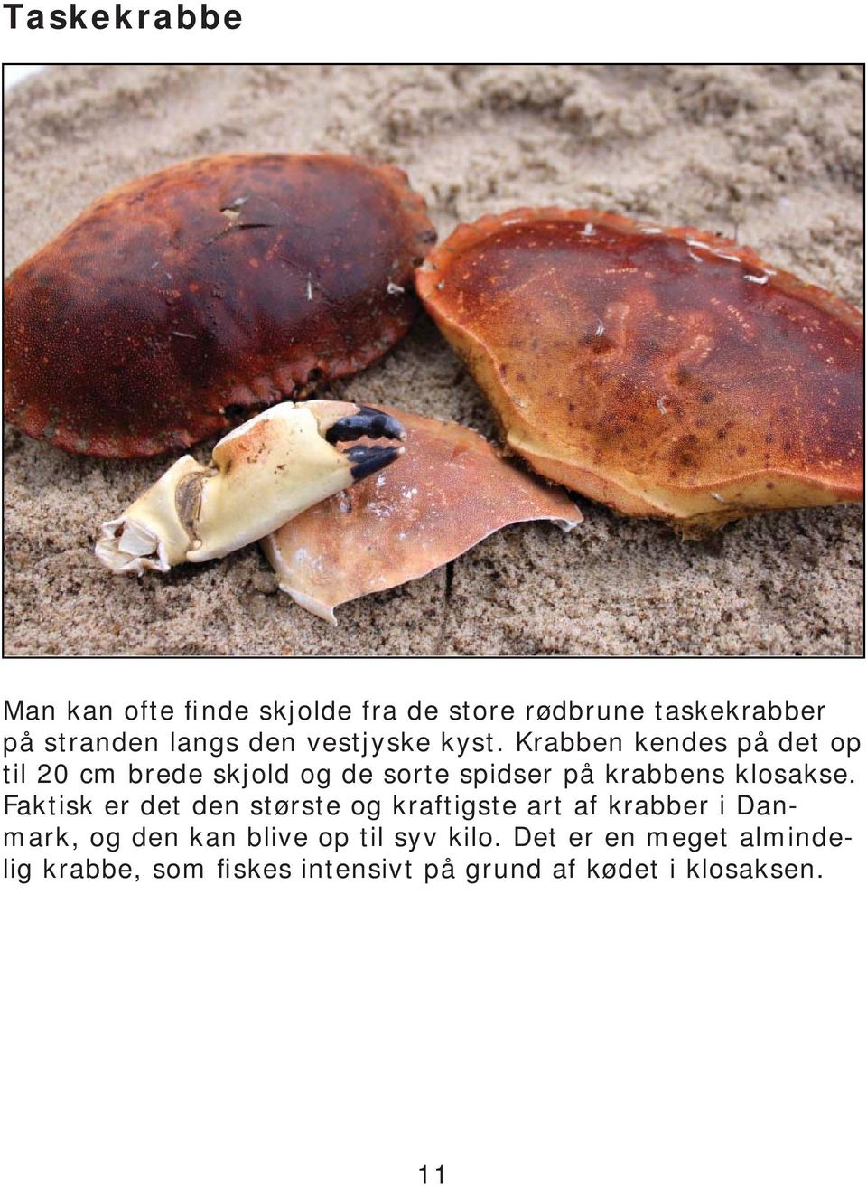 Krabben kendes på det op til 20 cm brede skjold og de sorte spidser på krabbens klosakse.