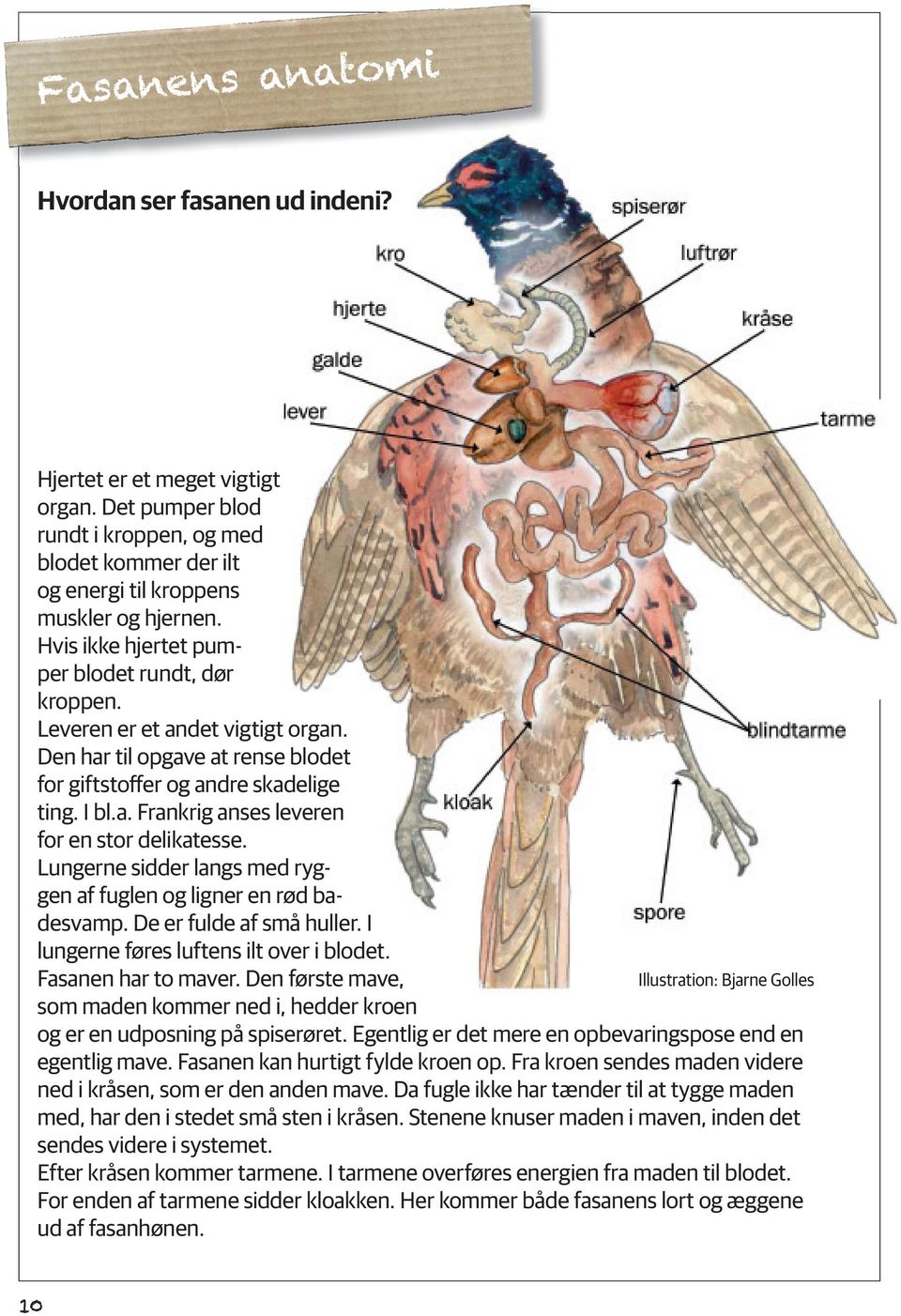 Lungerne sidder langs med ryggen af fuglen og ligner en rød badesvamp. De er fulde af små huller. I lungerne føres luftens ilt over i blodet. Fasanen har to maver.
