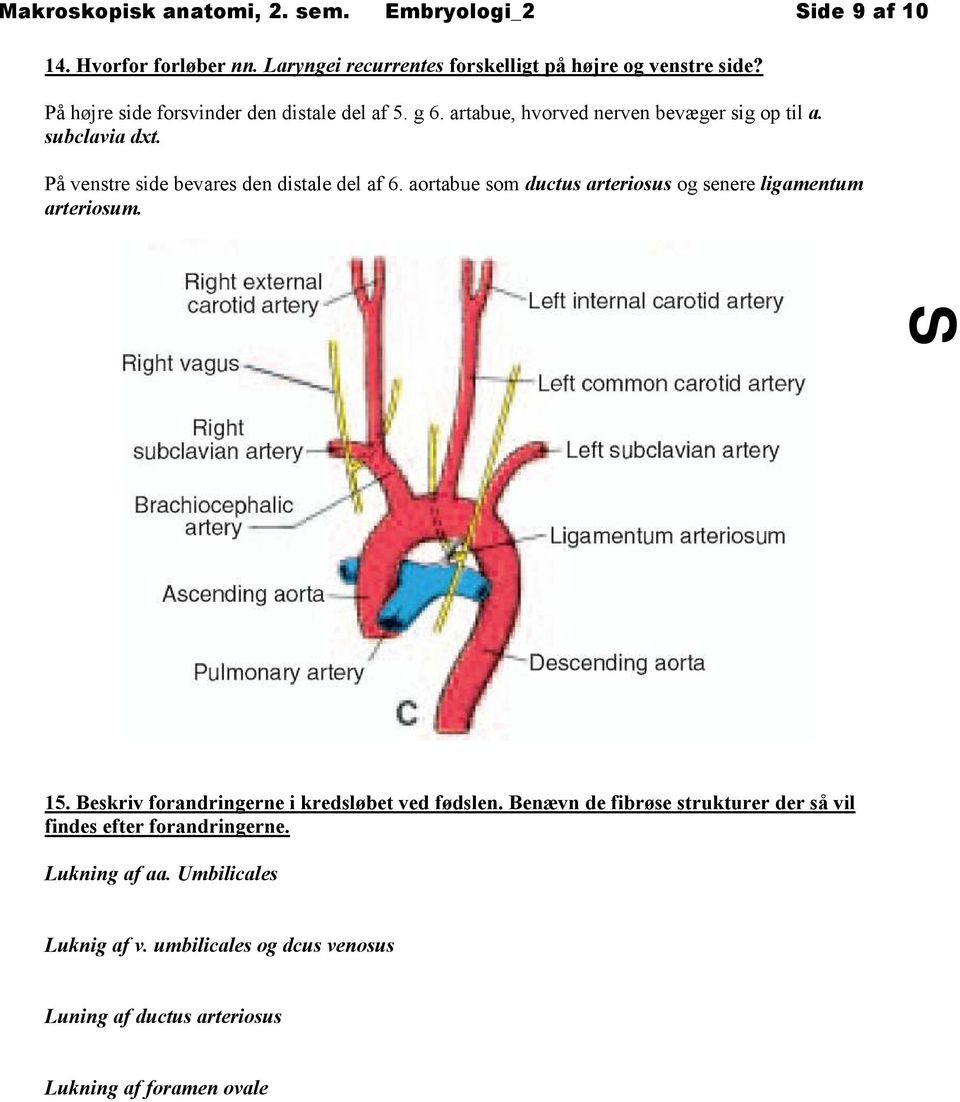 På venstre side bevares den distale del af 6. aortabue som ductus arteriosus og senere ligamentum arteriosum. 15.