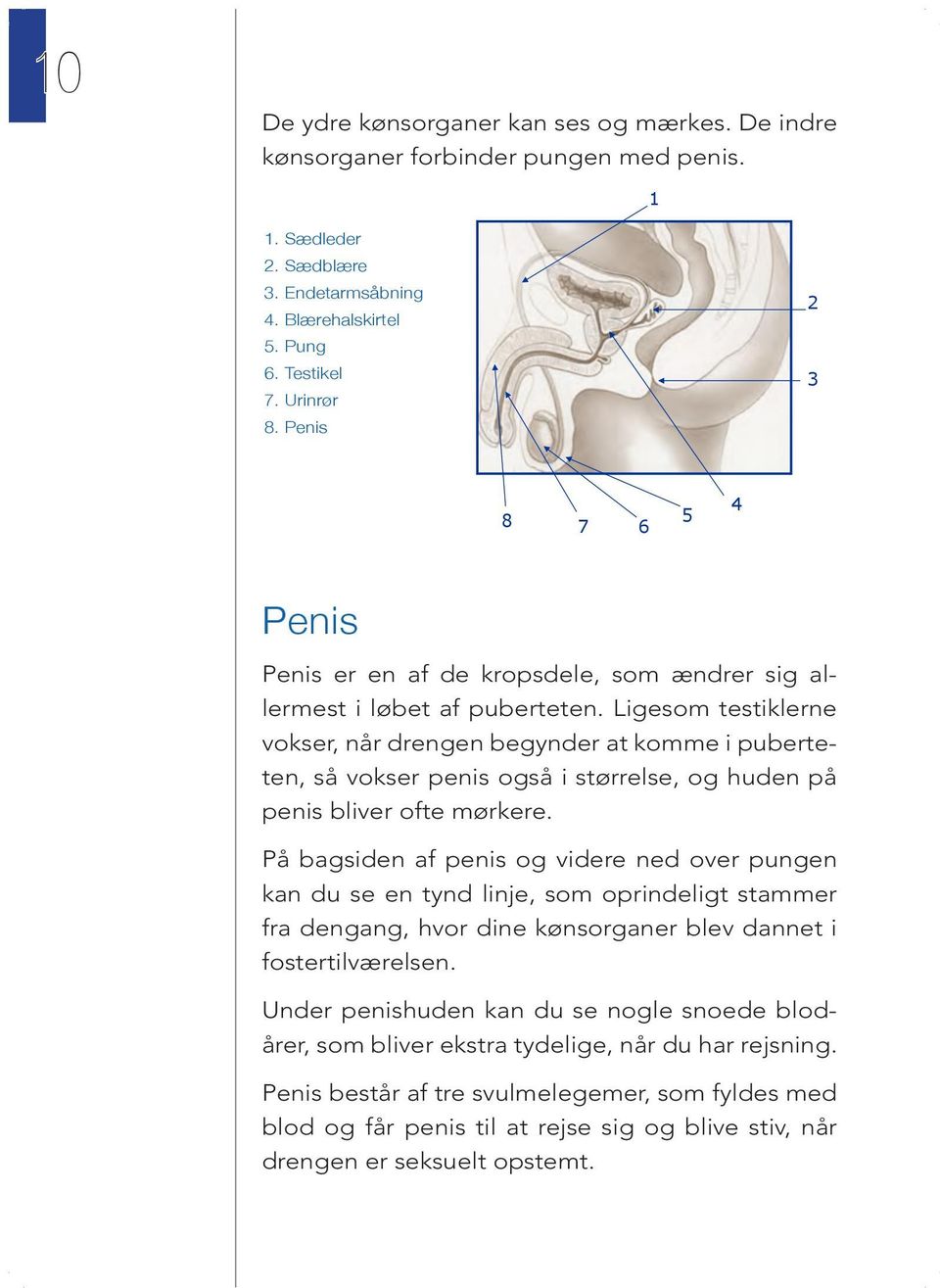 Ligesom testiklerne vokser, når drengen begynder at komme i puberteten, så vokser penis også i størrelse, og huden på penis bliver ofte mørkere.