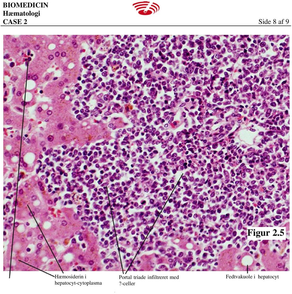 hepatocyt-cytoplasma Portal