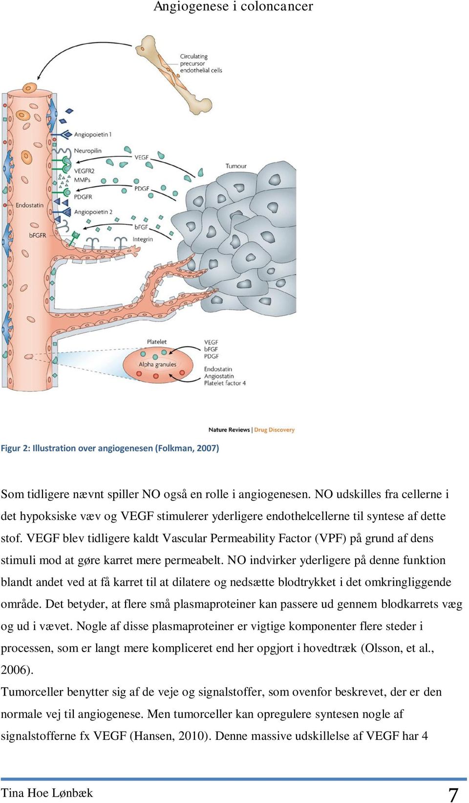 VEGF blev tidligere kaldt Vascular Permeability Factor (VPF) på grund af dens stimuli mod at gøre karret mere permeabelt.