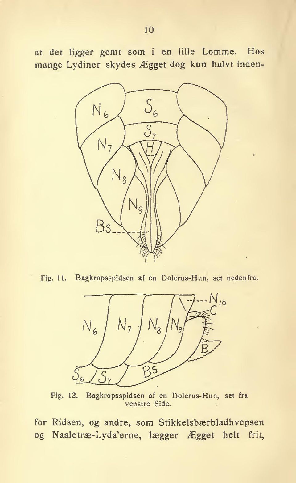Bagkropsspidsen af en Dolerus-Hun, set nedenfra. N. 10 Fig. 12.