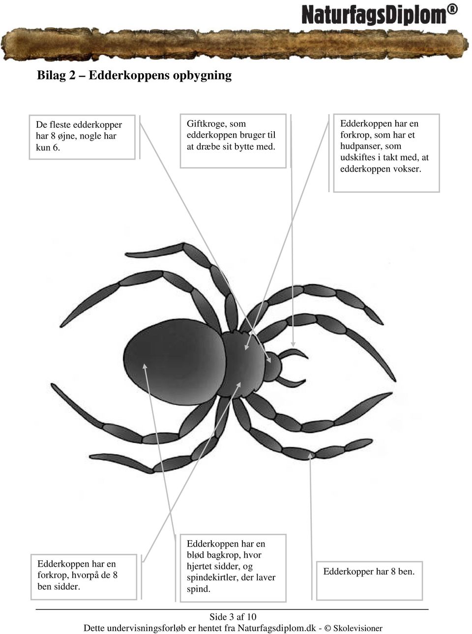 Edderkoppen har en forkrop, som har et hudpanser, som udskiftes i takt med, at edderkoppen vokser.