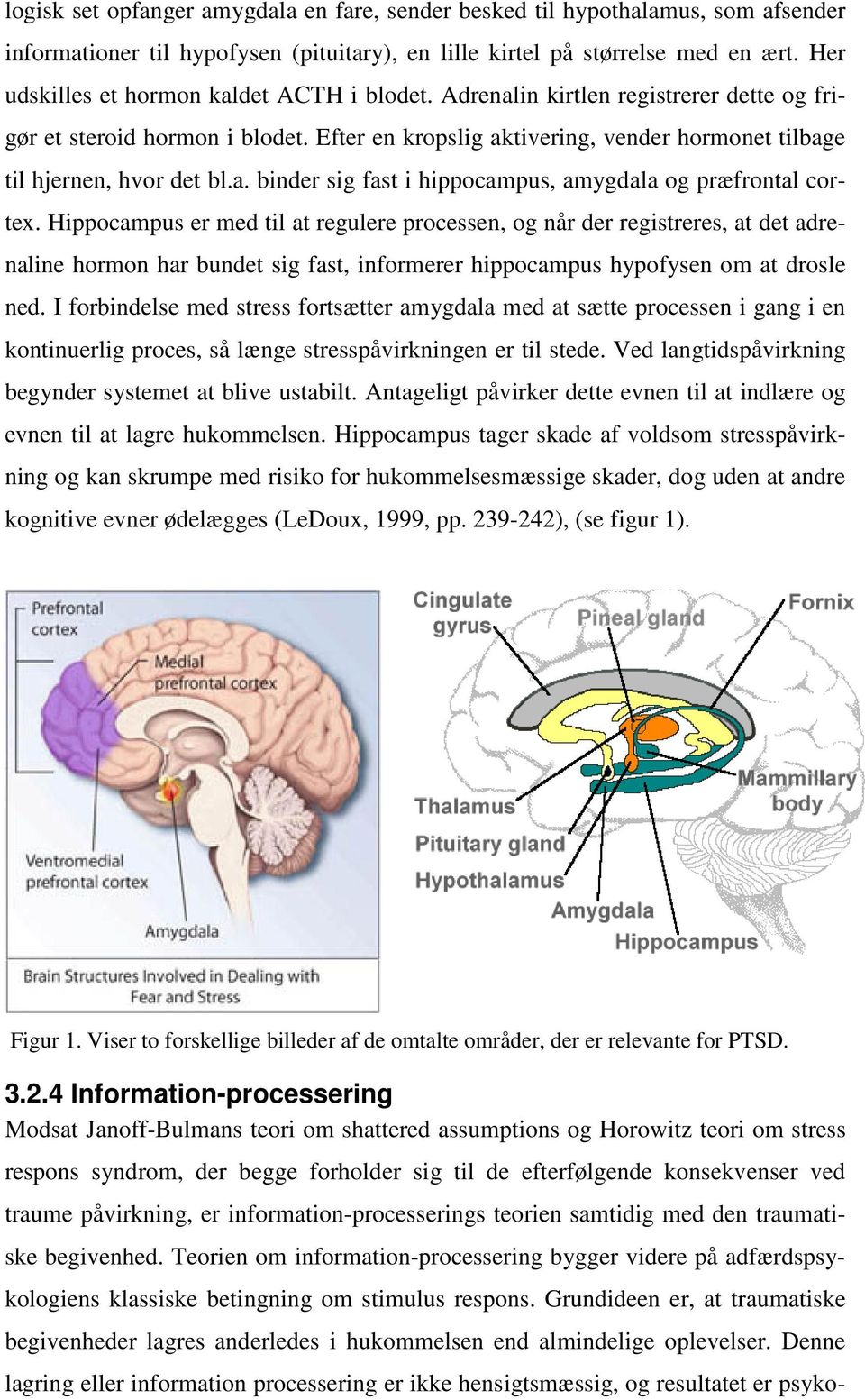 a. binder sig fast i hippocampus, amygdala og præfrontal cortex.