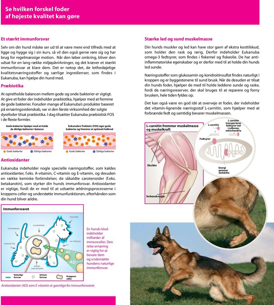 Det er netop det, de letfordøjelige kvalitetsnæringsstoffer og særlige ingredienser, som findes i Eukanuba, kan hjælpe din hund med.