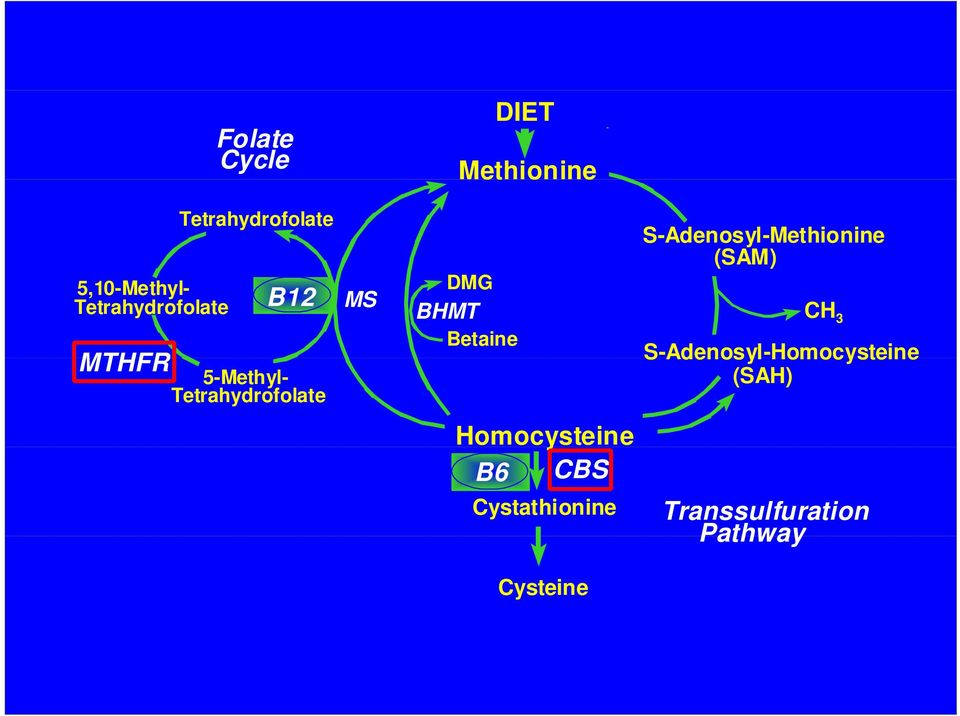 Betaine S-Adenosyl-Methionine (SAM) CH 3 S-Adenosyl-Homocysteine