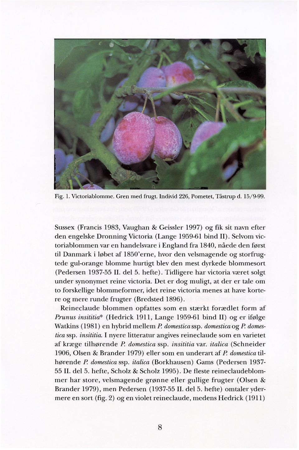 Selvom victoriablommen var en handelsvare i England fra 1840, nåede den først til Danmark i løbet af 1850'erne, hvor den velsmagende og storfrugtede gul-orange blomme hurtigt blev den mest dyrkede