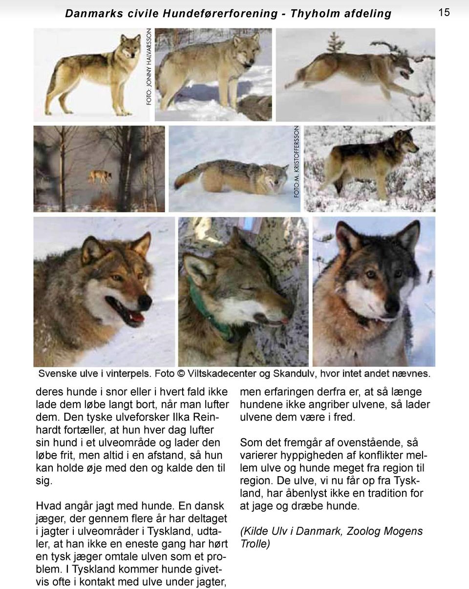 Hvad angår jagt med hunde. En dansk jæger, der gennem flere år har deltaget i jagter i ulveområder i Tyskland, udtaler, at han ikke en eneste gang har hørt en tysk jæger omtale ulven som et problem.
