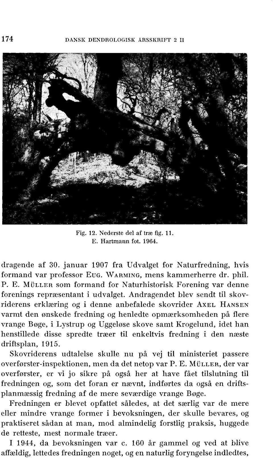 samt Krogelund, idet han henstillede disse spredte træer til enkeltvis fredning i den næste driftsplan, 1915.