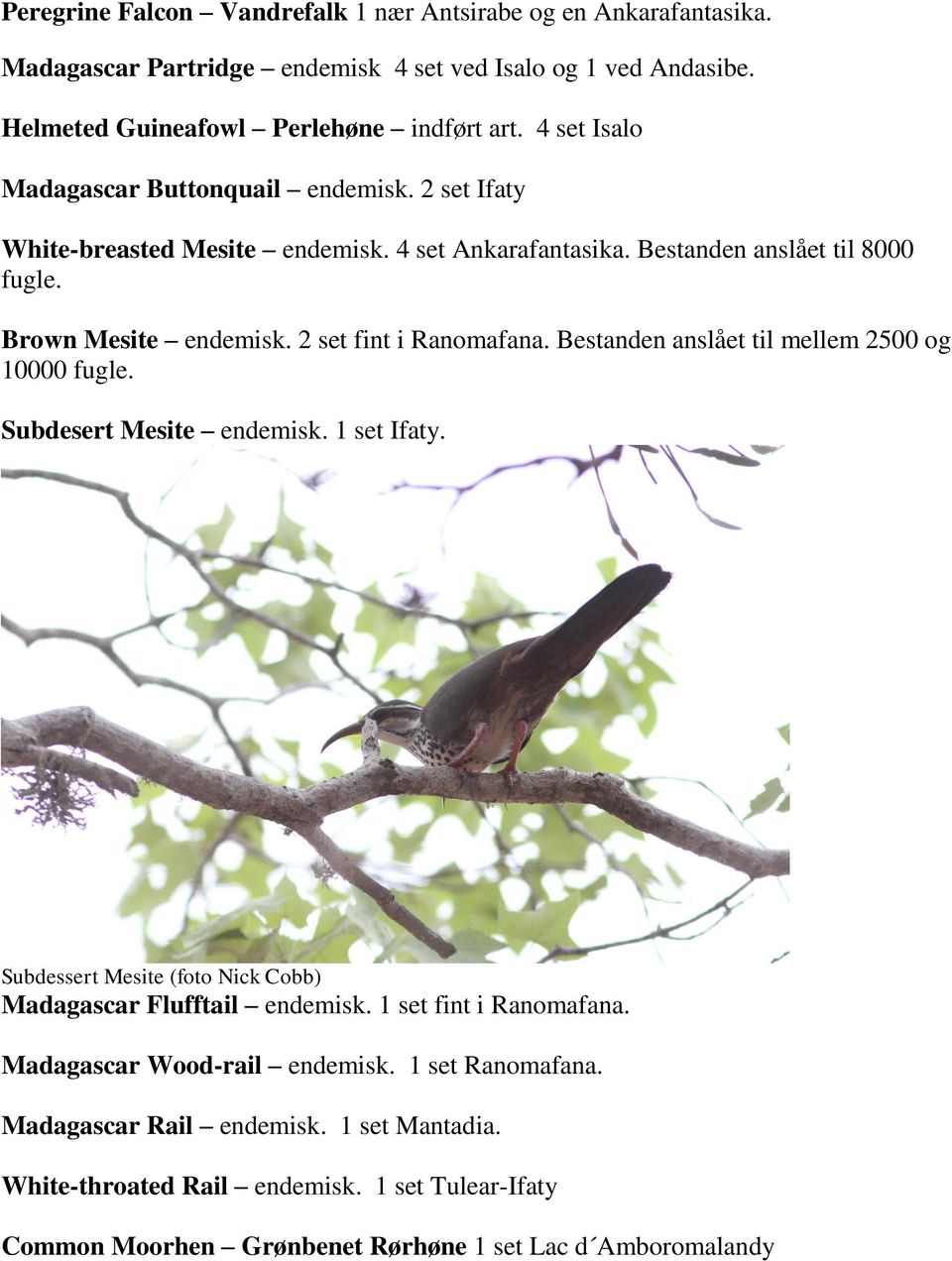 2 set fint i Ranomafana. Bestanden anslået til mellem 2500 og 10000 fugle. Subdesert Mesite endemisk. 1 set Ifaty. Subdessert Mesite (foto Nick Cobb) Madagascar Flufftail endemisk.