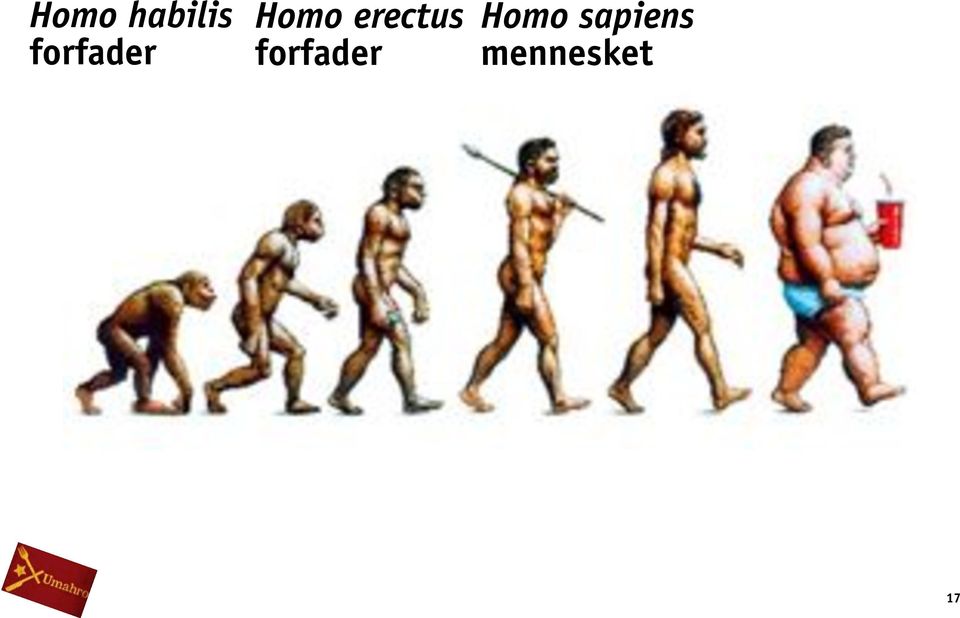 erectus  sapiens