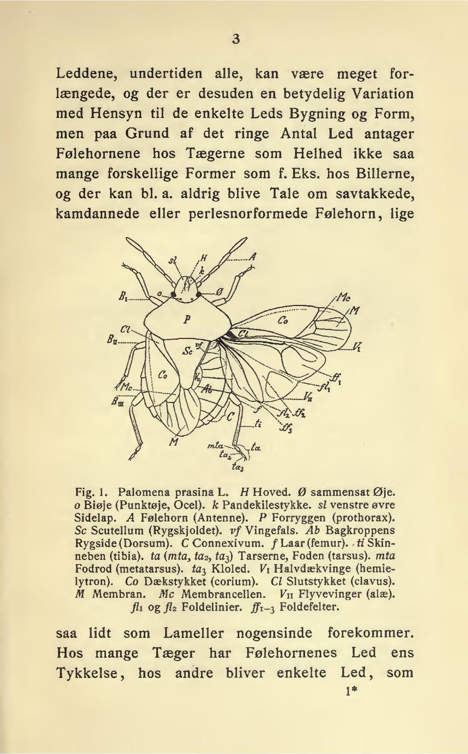 Palomena prasina L. H Hoved. sammensat Øje. o Biøje (Punktøje, Ocel), k Pandekilestykke. si venstre øvre Sidelap. A Følehorn (Antenne). P Forryggen (prothorax).