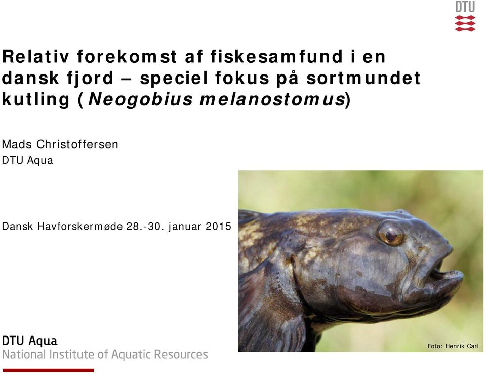 (Neogobius melanostomus) Mads Christoffersen DTU