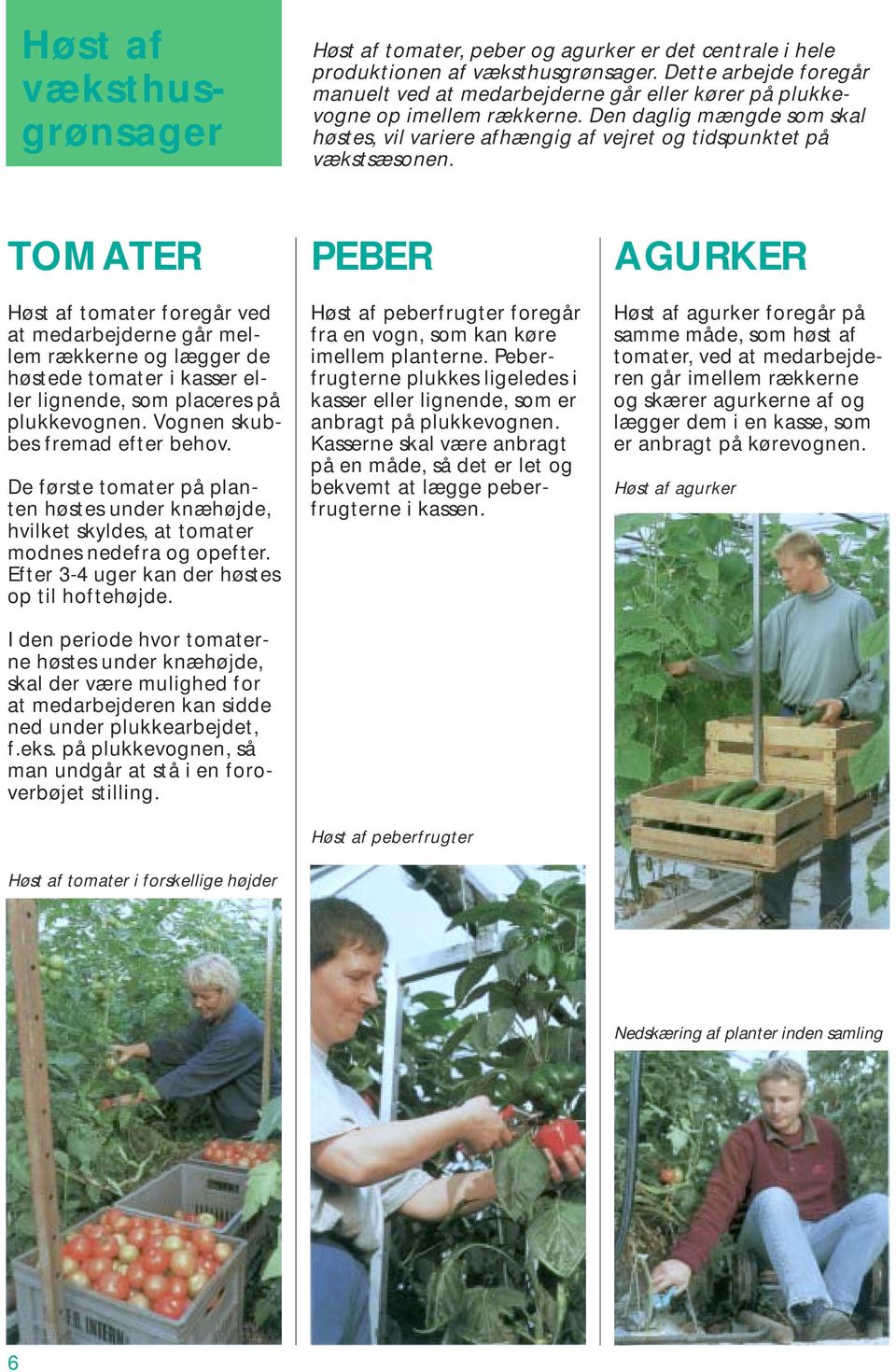 TOMATER Høst af tomater foregår ved at medarbejderne går mellem rækkerne og lægger de høstede tomater i kasser eller lignende, som placeres på plukkevognen. Vognen skubbes fremad efter behov.