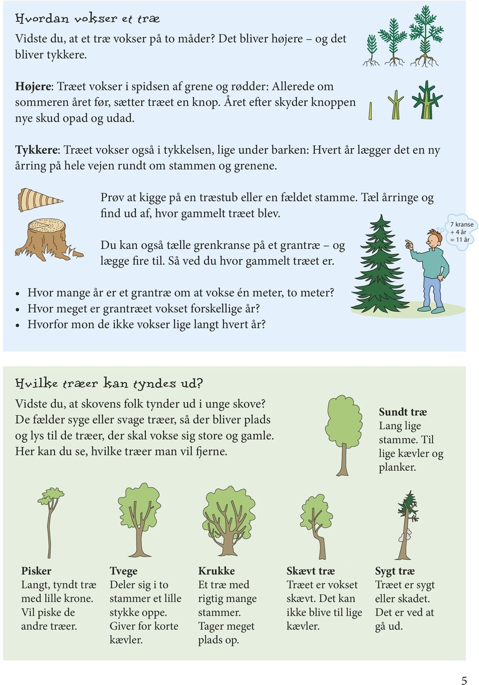 Tykkere: Træet vokser også i tykkelsen, lige under barken: Hvert år lægger det en ny årring på hele vejen rundt om stammen og grenene. Prøv at kigge på en træstub eller en fældet stamme.
