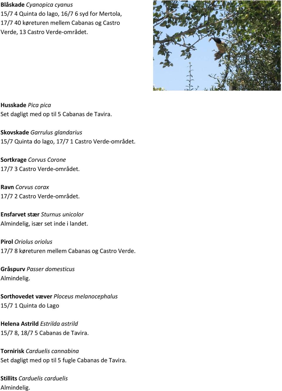 Ravn Corvus corax 17/7 2 Castro Verde området. Ensfarvet stær Sturnus unicolor Almindelig, især set inde i landet. Pirol Oriolus oriolus 17/7 8 køreturen mellem Cabanas og Castro Verde.
