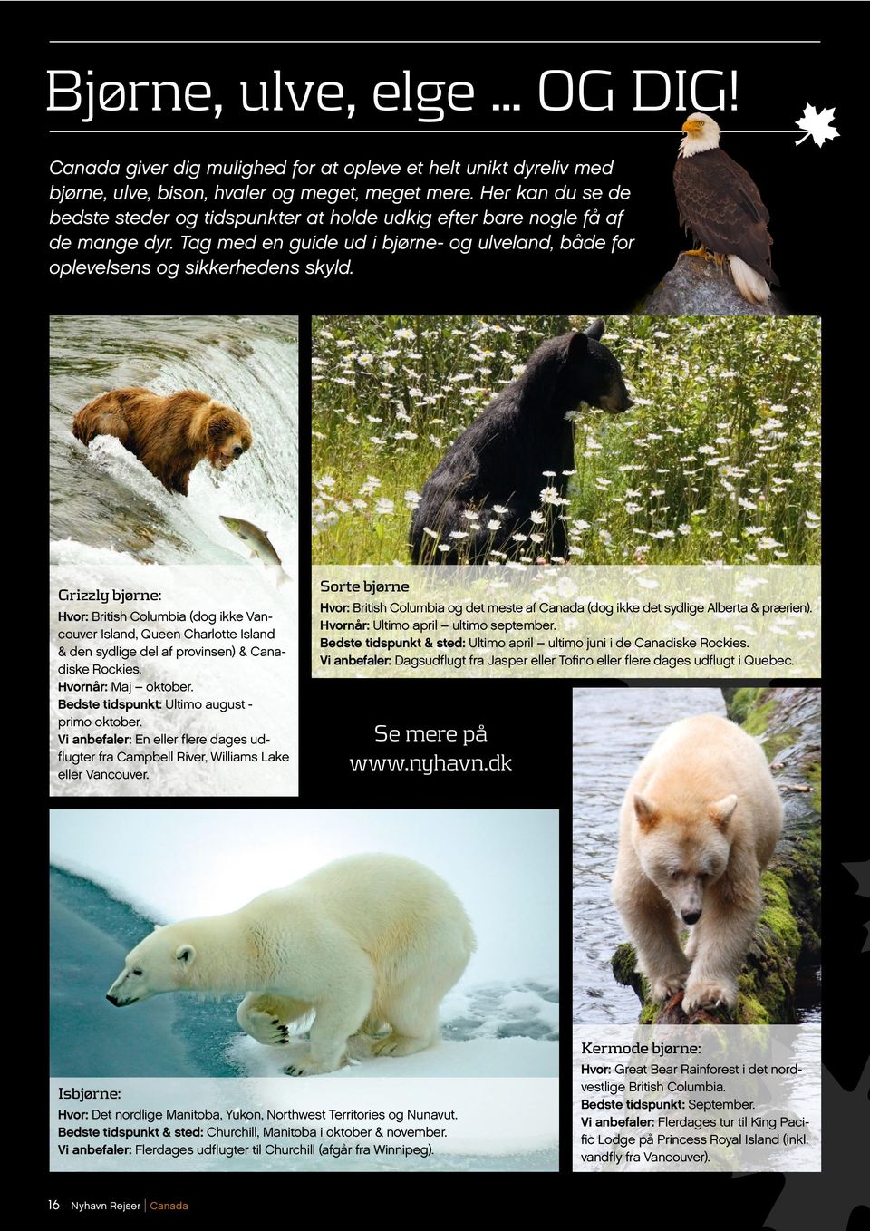Grizzly bjørne: Hvor: British Columbia (dog ikke Vancouver Island, Queen Charlotte Island & den sydlige del af provinsen) & Canadiske Rockies. Hvornår: Maj oktober.