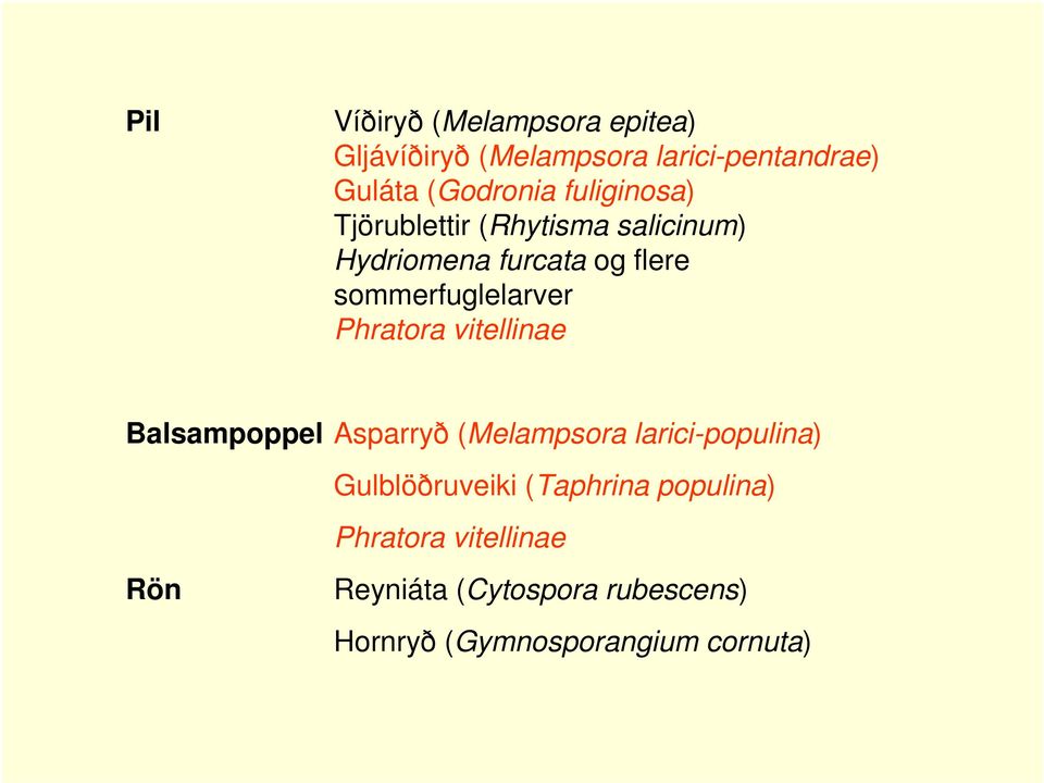 Phratora vitellinae Balsampoppel Asparryð (Melampsora larici-populina) Gulblöðruveiki