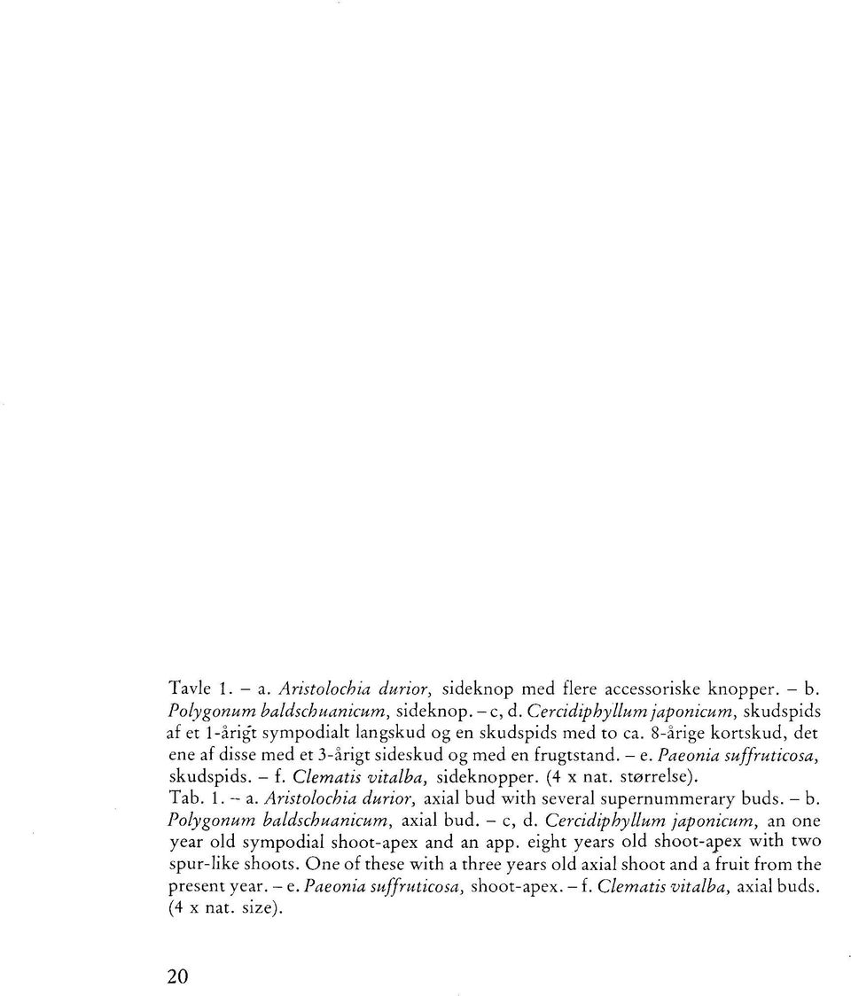 Paeonia suffruticosa, skudspids. - f. Clematis vitalba, sideknopper. (4 x nat. størrelse). Tab. 1. - a. Aristolochia durior, axial bud with several supernummerary buds. - b.