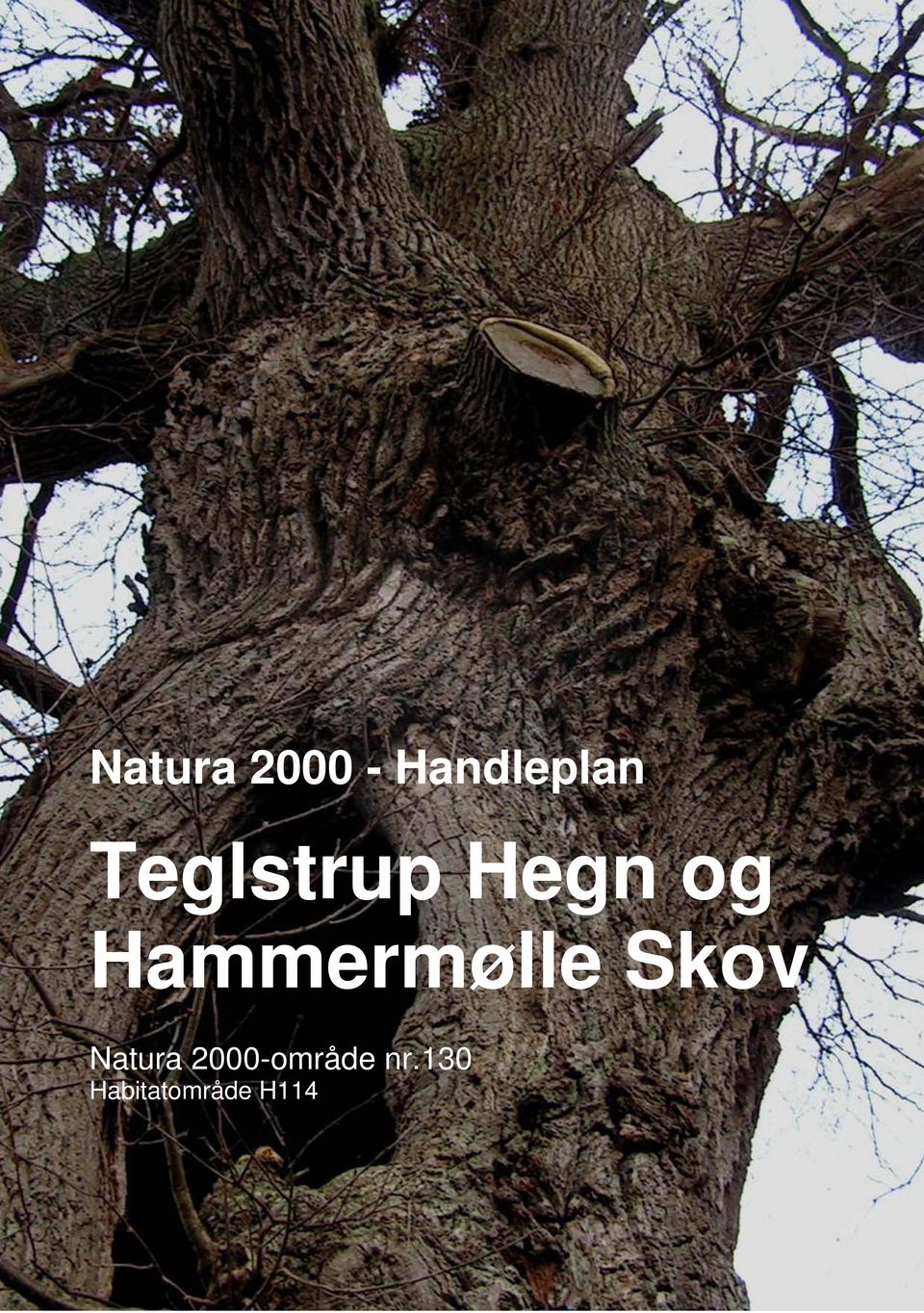 Hammermølle Skov Natura