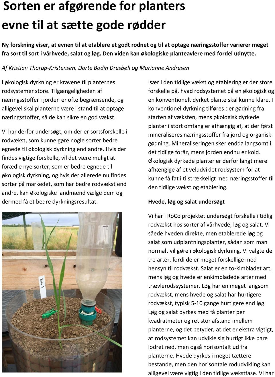 Af Kristian Thorup-Kristensen, Dorte Bodin Dresbøll og Marianne Andresen I økologisk dyrkning er kravene til planternes rodsystemer store.