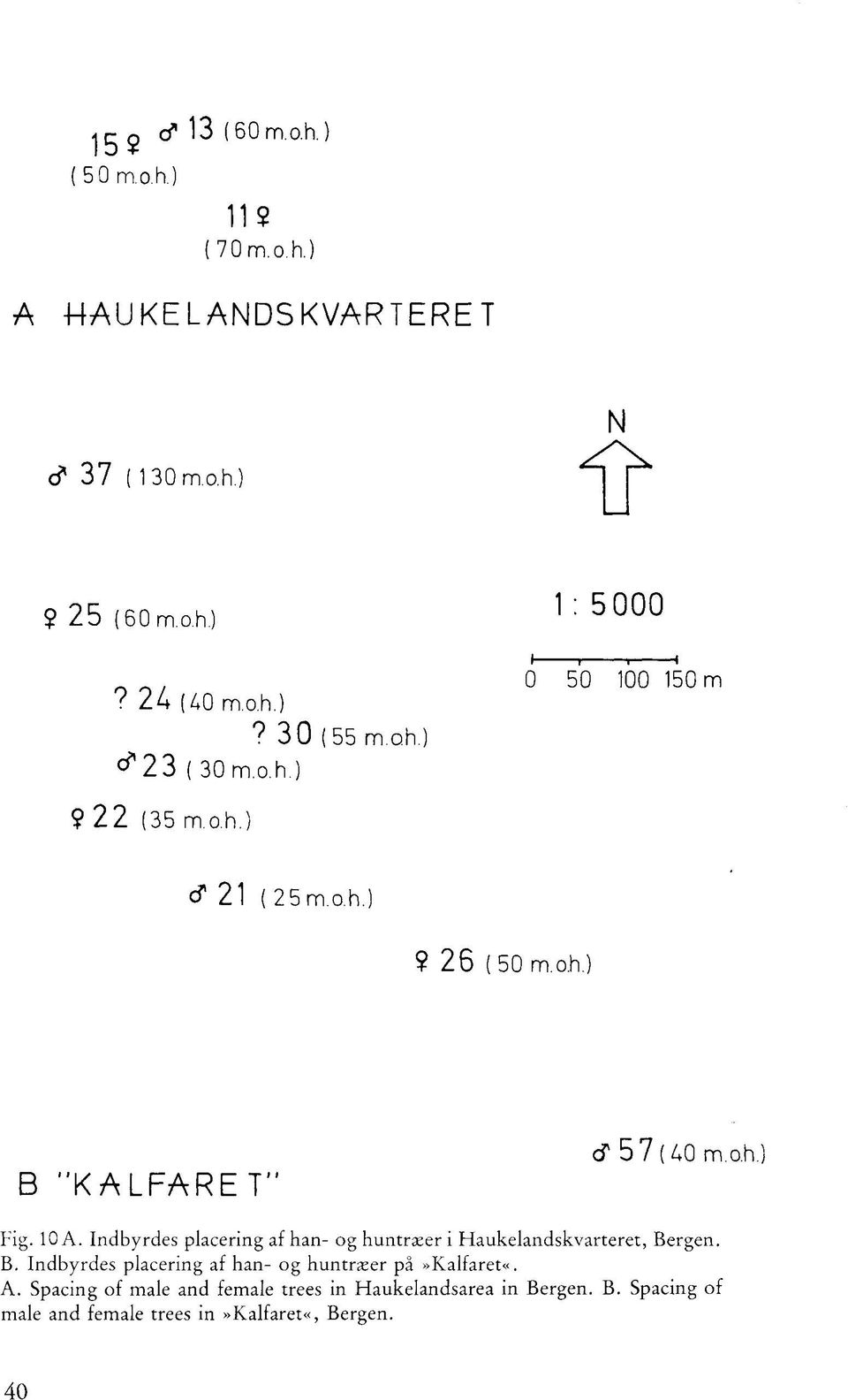 10 A. Indbyrdes placering af han- og huntræer i Haukelandskvarteret, Bergen. B. Indbyrdes placering af han- og huntræer på»kalfaret«.