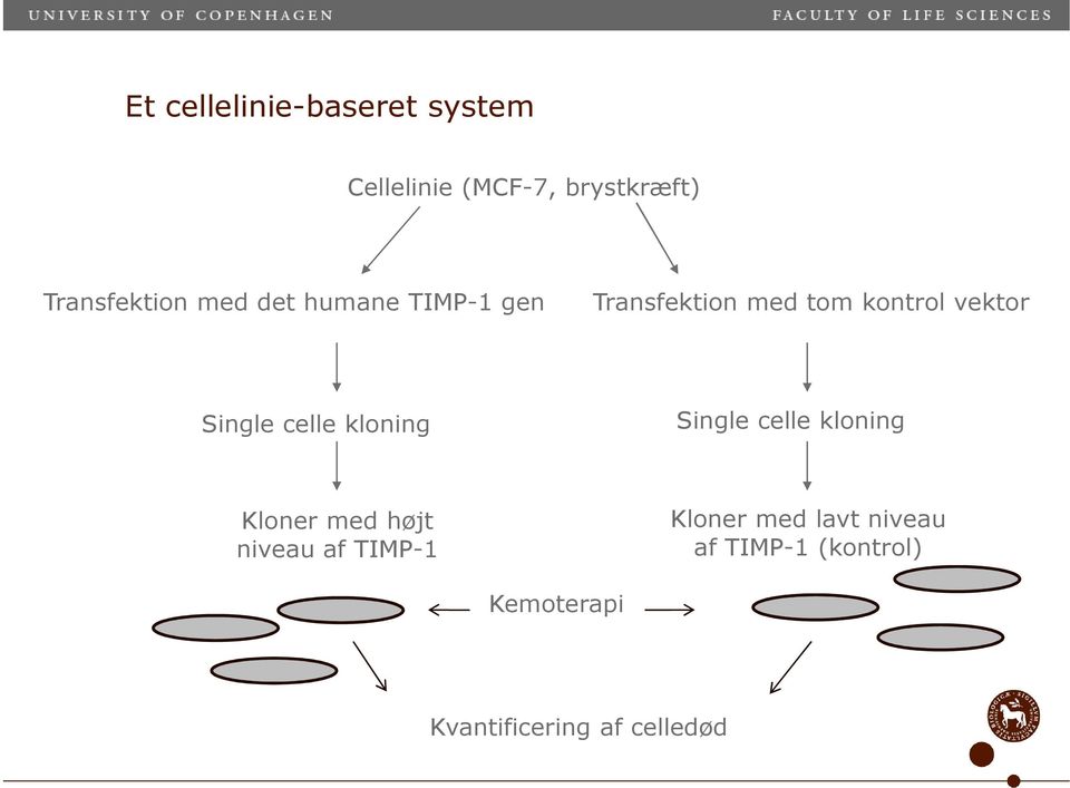celle kloning Single celle kloning Kloner med højt niveau af TIMP-1