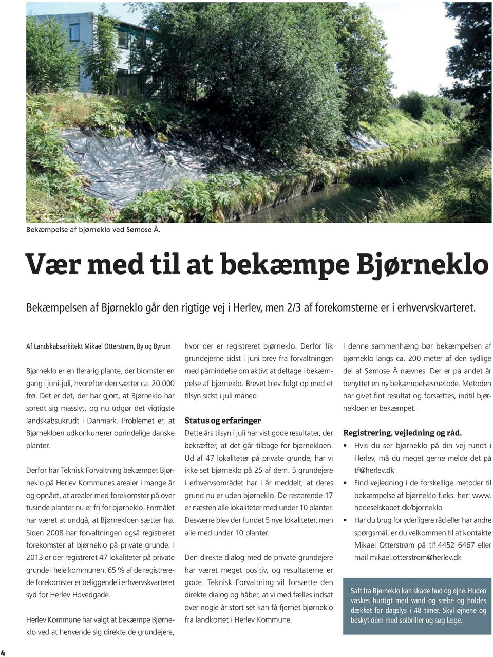 Det er det, der har gjort, at Bjørneklo har spredt sig massivt, og nu udgør det vigtigste landskabsukrudt i Danmark. Problemet er, at Bjørnekloen udkonkurrerer oprindelige danske planter.