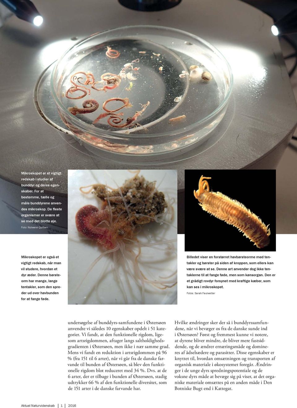 Denne børsteorm har mange, lange tentakler, som den spreder ud over havbunden for at fange føde.