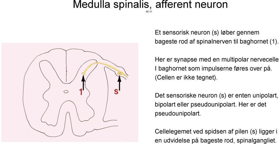 (Cellen er ikke tegnet). Det sensoriske neuron (s) er enten unipolart, bipolart eller pseudounipolart.