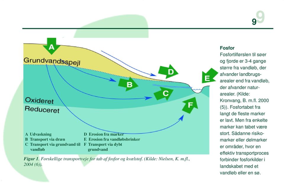 Fosfor Fosfortilførslen til søer og fjorde er 3-4 gange større fra vandløb, der afvander landbrugsarealer end fra vandløb, der afvander naturarealer. (Kilde: Kronvang, B.