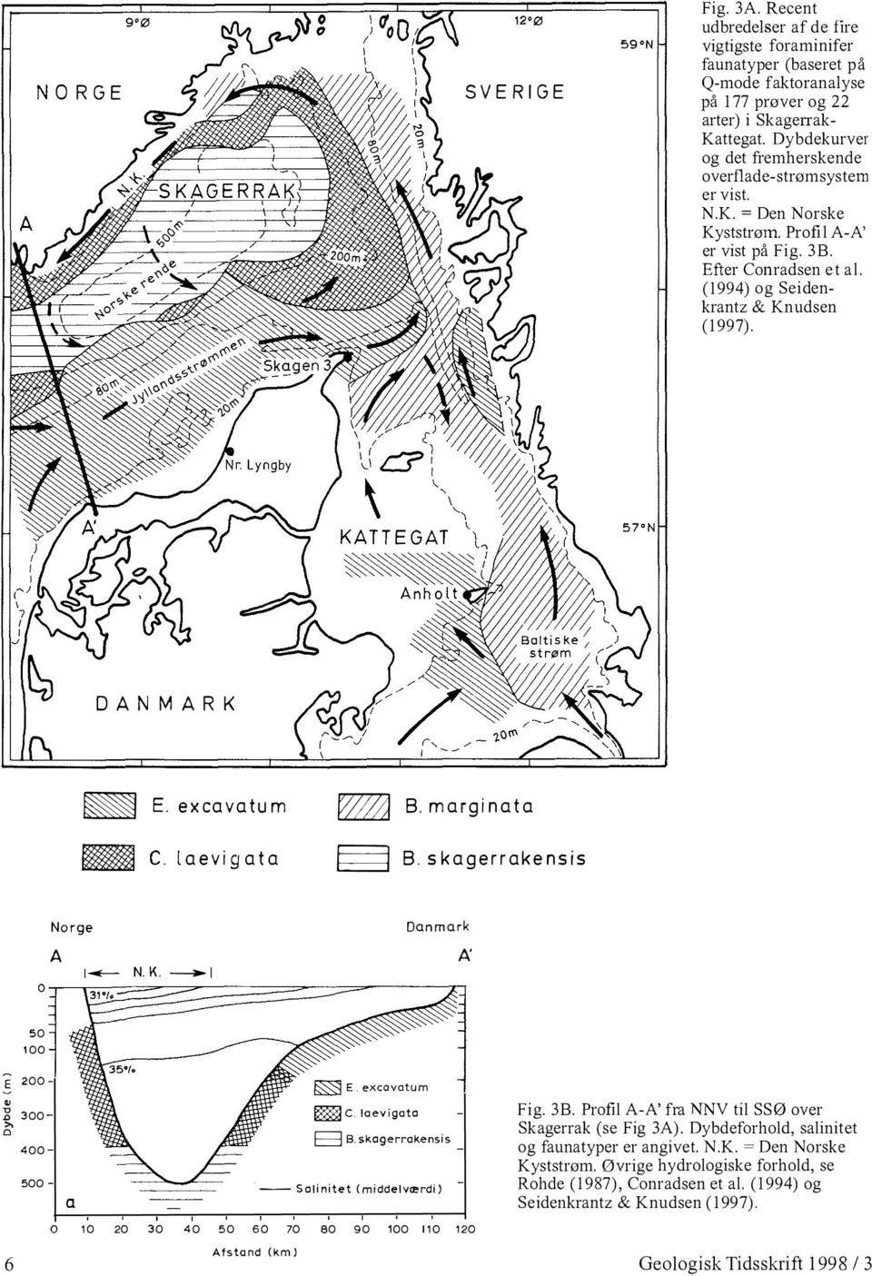 excavatum B. marginata C. laevigata B. skagerrakensis Norge Danmark A 1_ N. K. --I A' 50 100 E 200 u D 300 >. Cl 400 500 a C. laevigata B B.skagerrakensis -- Sal initet (middelværdi) Fig. 3B.
