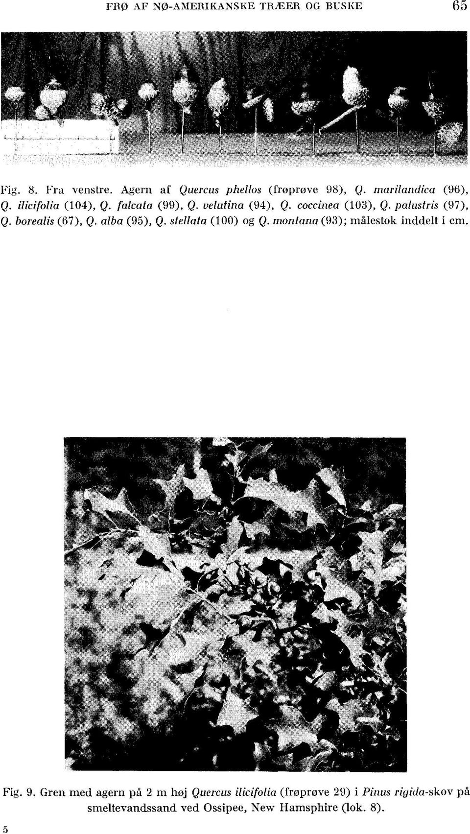 borealis (67), Q. alba (95), Q. stellata (100) og Q. montana (93); målestok inddelt i cm. Fig. 9.