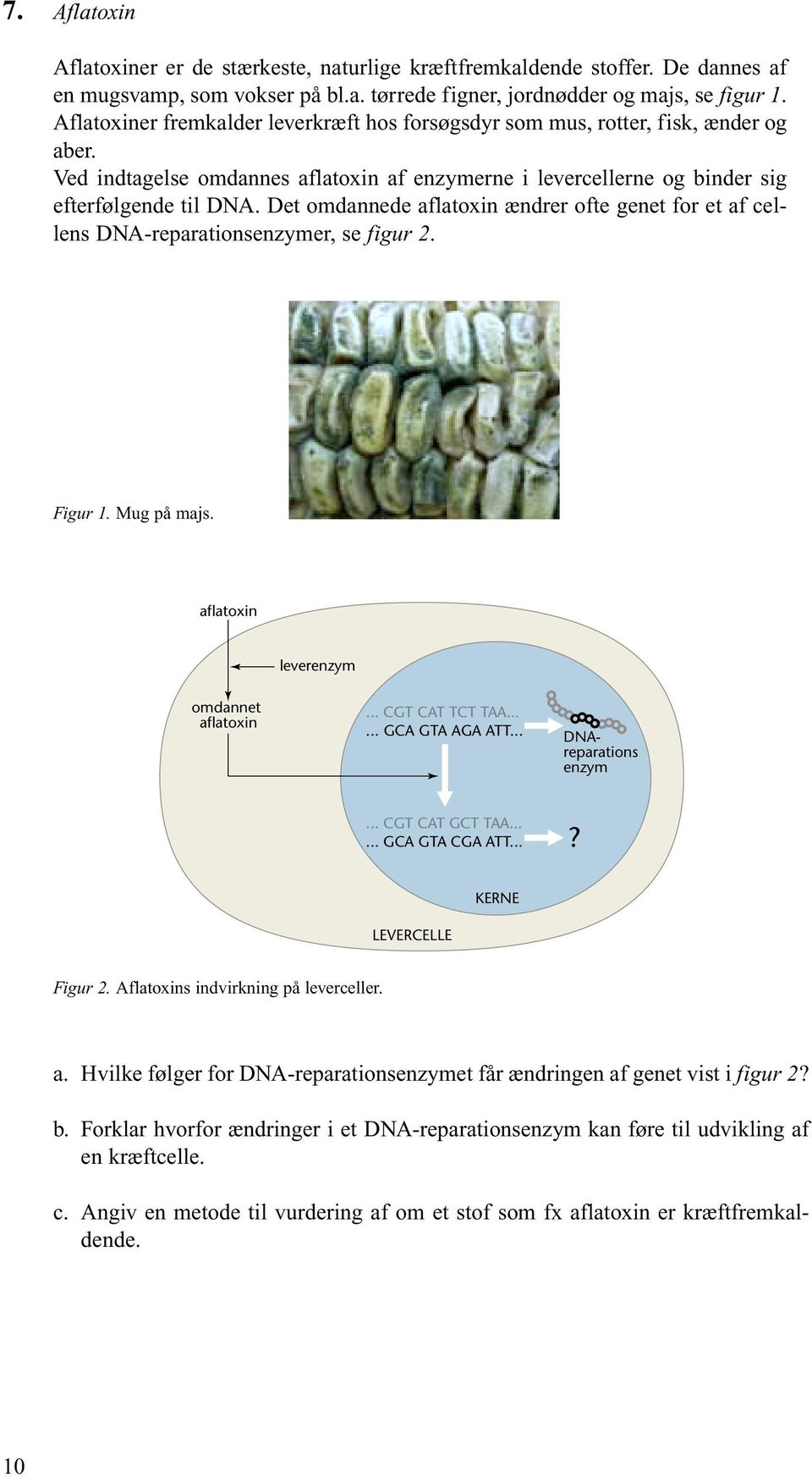 Det omdannede aflatoxin ændrer ofte genet for et af cellens DNA-reparationsenzymer, se figur 2. Figur 1. Mug på majs. aflatoxin leverenzym omdannet aflatoxin... CGT CAT TCT TAA...... GCA GTA AGA ATT.