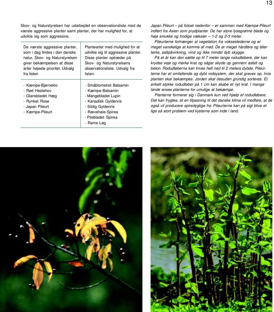 Udvalg fra listen - Kæmpe-Bjørneklo - Rød Hestehov - Glansbladet Hæg - Rynket Rose - Japan Pileurt - Kæmpe-Pileurt Plantearter med mulighed for at udvikle sig til aggressive planter.