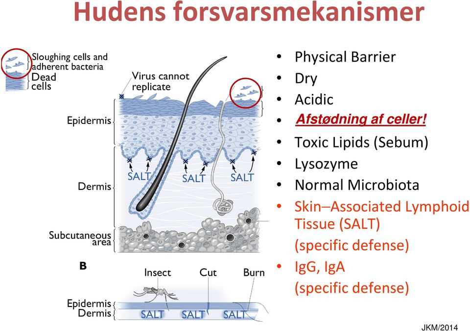 Toxic Lipids (Sebum) Lysozyme Normal Microbiota Skin