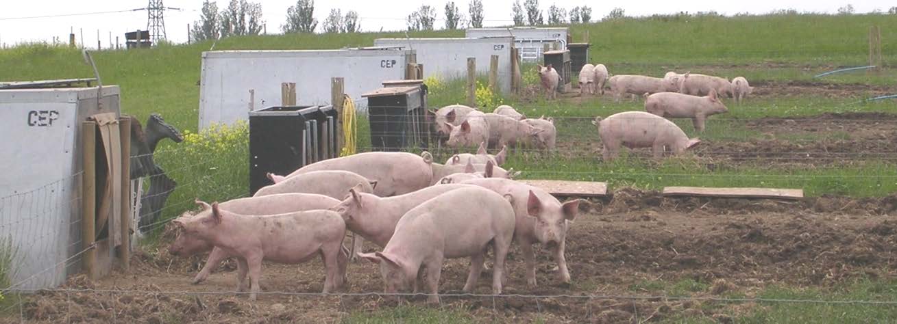 Forsøg: Salmonella inficerede grise på græsfolde 4 græsfolde Salmonelle-inficerede smågrise