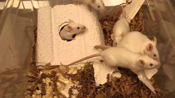 De fleste forsøgsdyr er mus eller rotter, 0,02 % er katte. Foto: 3R centrene.
