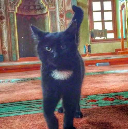 Smykker med Inges Kattehjems søde logo LOGO- SMYKKE 349,- HJEMLØS KAT BLIVER TV STJERNE En hjemløs kat gik ind på et studie på den lokale station DRT i Istanbul og klatrede op på bordet, mens tv