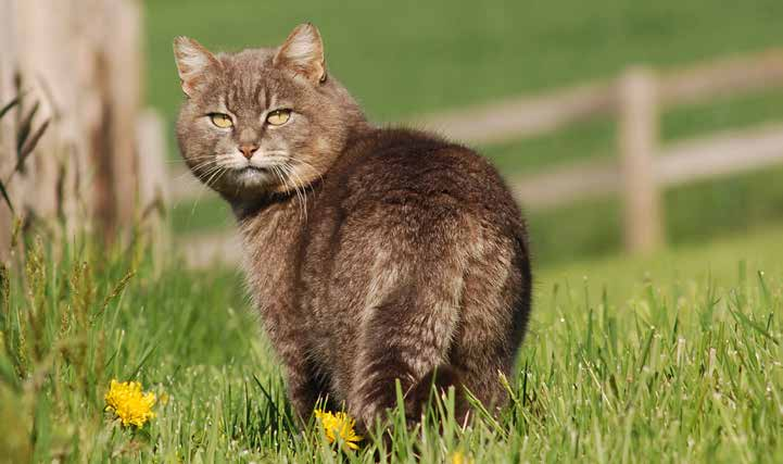 Tema sider TEMA: NABOSTRID Katte er desværre et af de kæledyr, der kan føre til strid mellem ellers gode naboer. Sådan behøver det ikke at være.