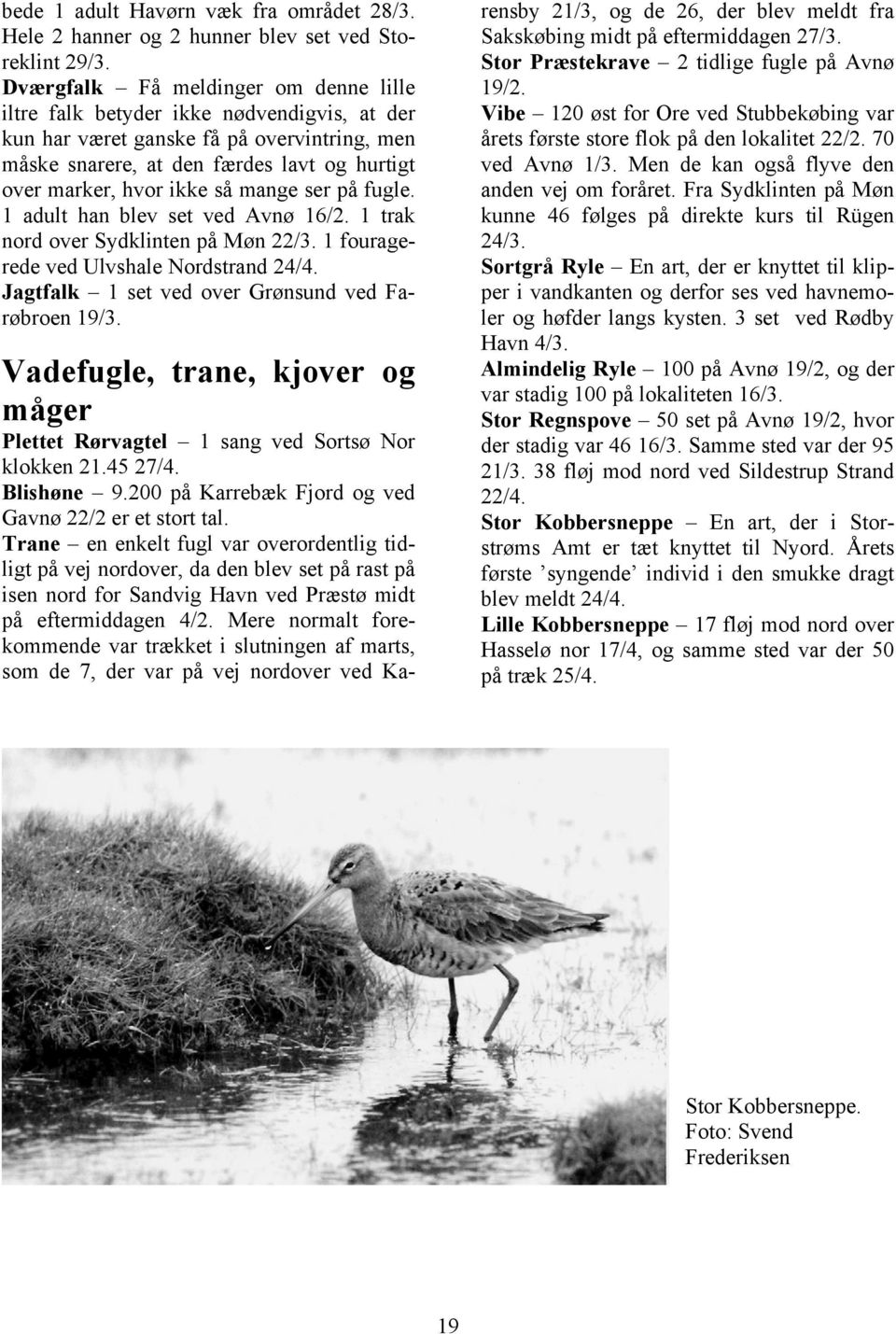 mange ser på fugle. 1 adult han blev set ved Avnø 16/2. 1 trak nord over Sydklinten på Møn 22/3. 1 fouragerede ved Ulvshale Nordstrand 24/4. Jagtfalk 1 set ved over Grønsund ved Farøbroen 19/3.