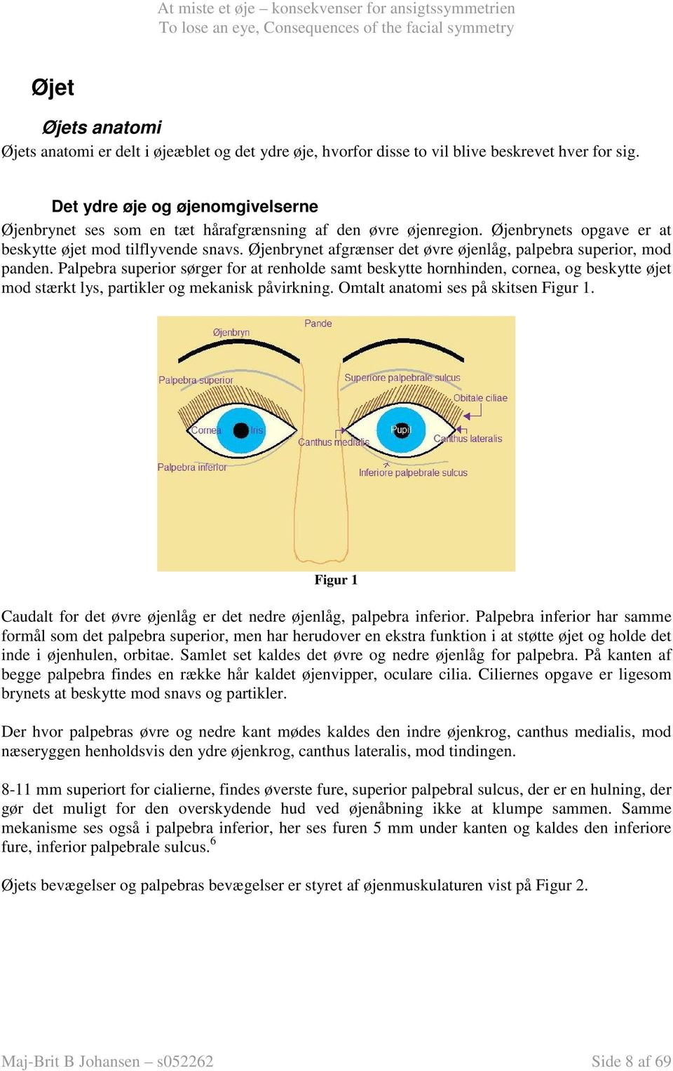 Øjenbrynet afgrænser det øvre øjenlåg, palpebra superior, mod panden.