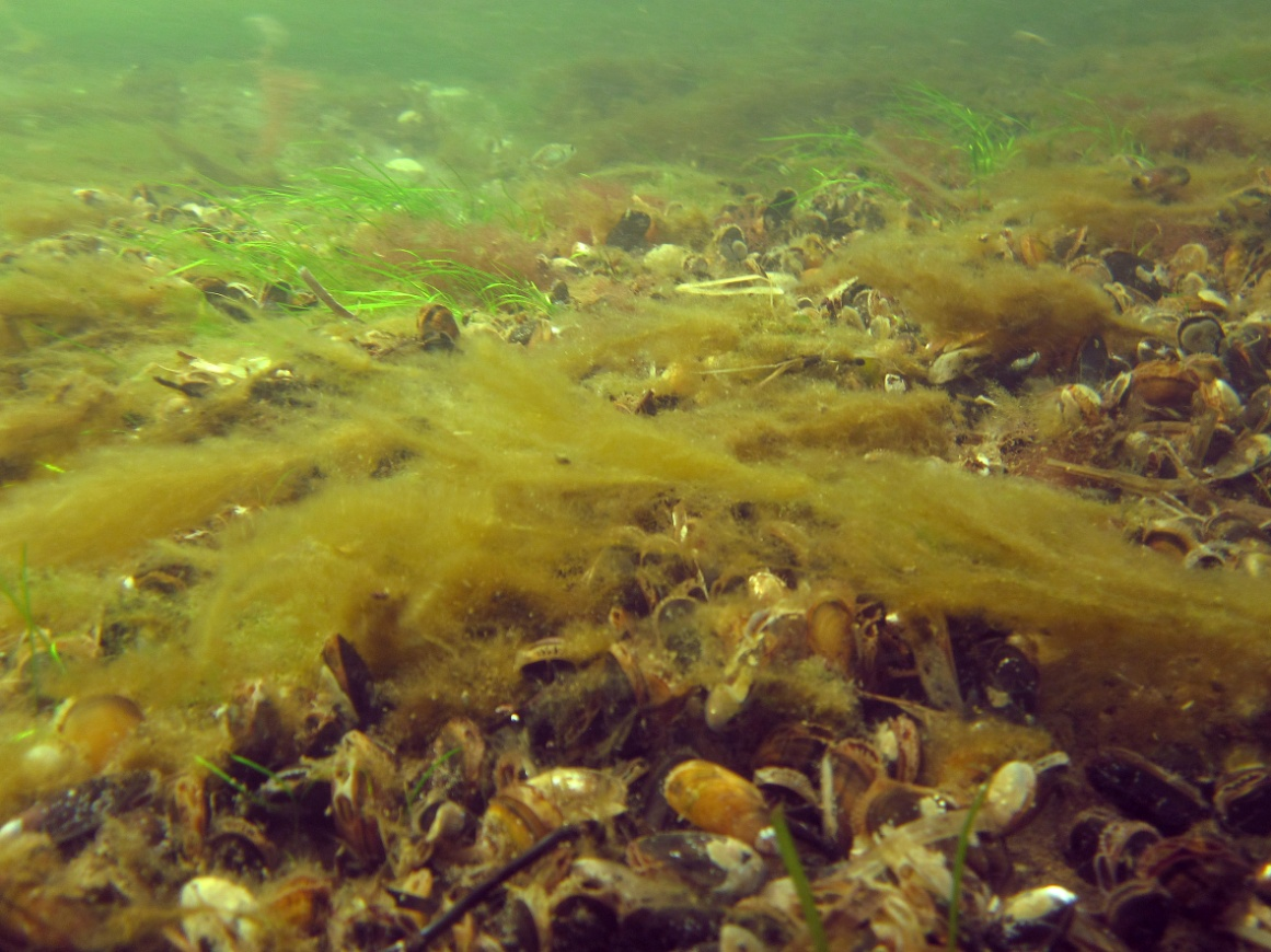 Figur 12 Billede fra lokaliteten Guldborgsund 09b fra en dybde på 3,3 m. Her ses blåmuslinger, fedtemøg og enkelte forekomster af havgræs. Foto: Jesper Kikkenborg.
