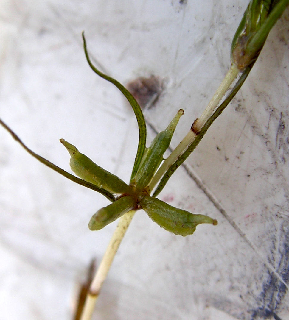 19 Generelt 4.4.3 Stor vandkrans, Zannichellia major Stor vandkrans er trods sit navn en forholdsvis spinkel plante med krybende jordstængel.