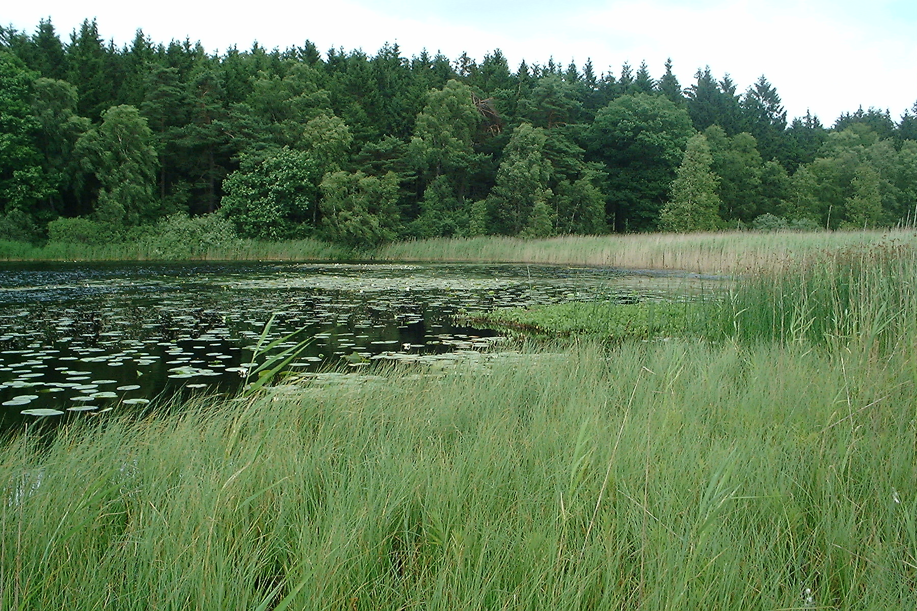 Forslag til Natura 2000-plan Fotograf: Mogens Holmen Sortesø er en brunvandet sø. Området ligger i morænelandskabet vest for Helsingør, hvor det strækker sig sydpå fra kysten og bebyggelsen.