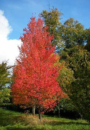 Acer rubrum - rødløn Flot i Bytræarboretet Let træ