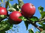 MODNINGSTID: fra midten af oktober høstes æblerne, der kan holde sig frem til april. Discovery Sommeræble, der er meget kendt og populært.