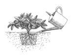 Vinter/tidligt forår I milde perioder kan du topdresse dit rododendronbed med 3 5 cm surbundsjord, hvis det synker lidt.