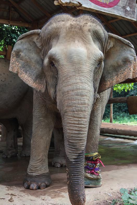 Tante 1: Wassana Trods sit handicap går Pang Dow gerne forrest, når elefanterne begiver sig ud i reservatet. Sokken og støvlen holder Wassanas skadede fod tør og ren.